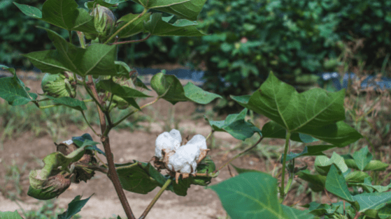 cotton plant for blog